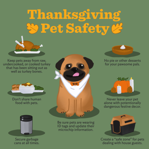 Pet thanksgiving tips