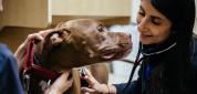 Grief Counseling at DoveLewis Emergency Animal Hospital