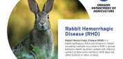 RHD Updates Caring for Domestic Rabbits