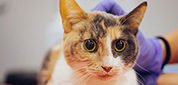 Internal Medicine Veterinary Care for Pets Portland
