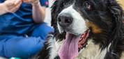 Pain Management and Acupuncture for Pets