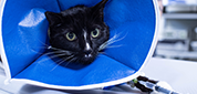 Animal Dermatologist Portland