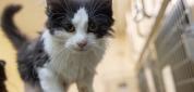 Stray Cat