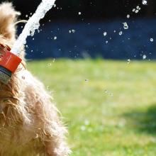 summer pet safety