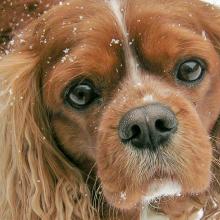 DoveLewis Emergency Animal Hospital Blog on Pet Health