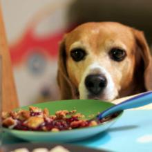 DoveLewis Emergency Animal Hospital Blog on Pet Health