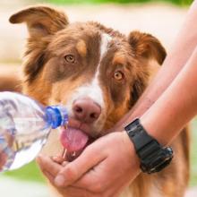 Hot weather pet safety tips