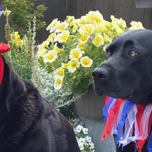 fourth of july pet safety