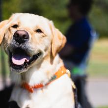 Throw a Bark-tastic BBQ while Keeping Your Pets Safe!