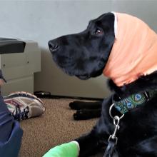 pet bandaging tips