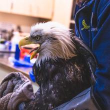 Protecting Wildlife During Fireworks Displays
