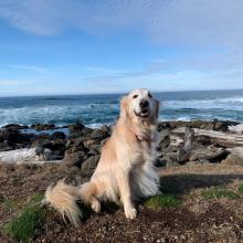 Pet Water Safety Tips for a Splash-tastic Time!