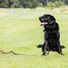 Heatstroke in Cats & Dogs