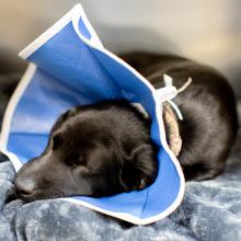 canine respiratory disease
