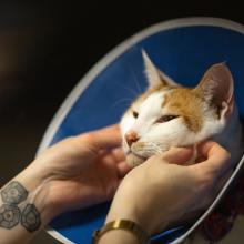 cat pain management