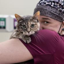 human medications dangerous pets