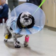 pet hydrogen peroxide