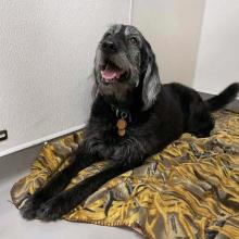 dogs salmon poisoning