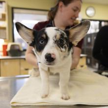 bug bite pet safety