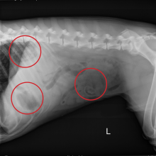 corn cob pet dangers