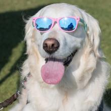 pet hot car safety