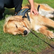 summer pet toxins