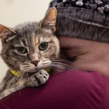 pets with cancer