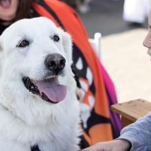 fall pet safety tips