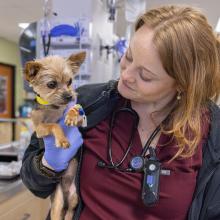 pet cancer myths