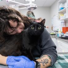 pet cancer