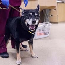 pet cancer Portland Oregon