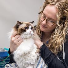 chemo for pets