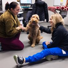 portland pet cancer care