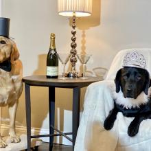 new years pet safety