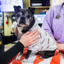 blood bank for animals