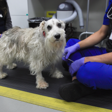 neurology care for pets