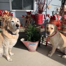 valentine's day pet safety