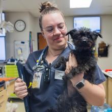 pet toxins, pet poison