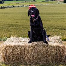 fourth of july pet safety