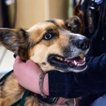 dog limping vet