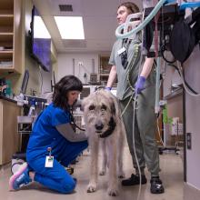 dog knee surgery