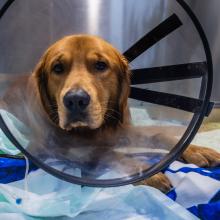 dog fracture