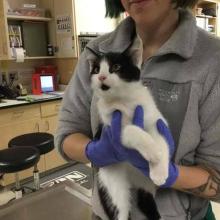 Lost Pets in Portland at DoveLewis Emergency Animal Hospital