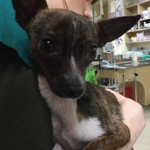 Lost Pets in Portland at DoveLewis Emergency Animal Hospital