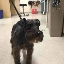 Lost Pets in Portland at DoveLewis Emergency Animal Hospital