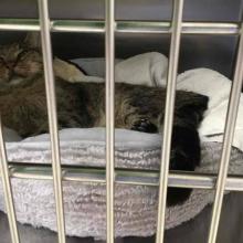 Lost Pets in Portland at DoveLewis Emergency Animal Hospital