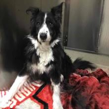 Lost Pets Portland