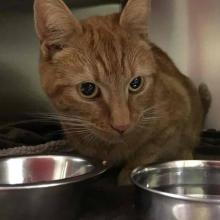Lost Pets Portland