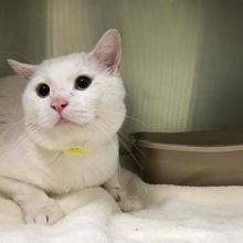 Lost Pets Portland