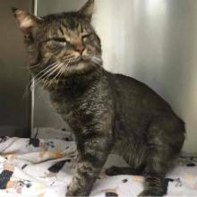 Lost Pets Portland